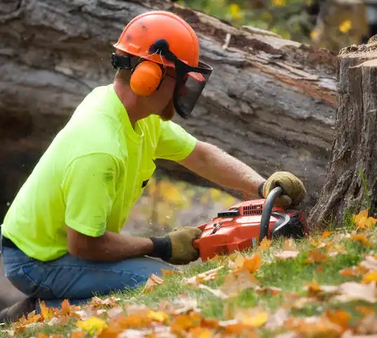 tree services Selden